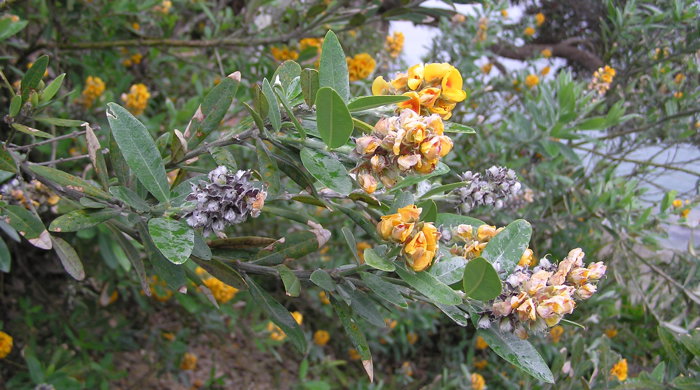 Oxylobium canopy top with flowers and seed heads.