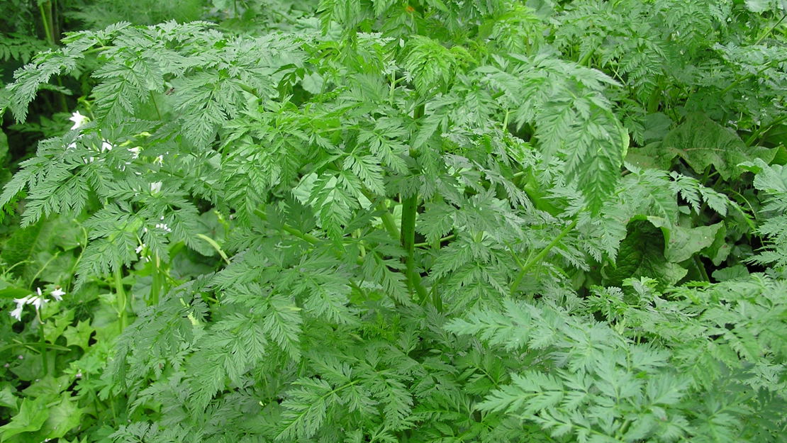 Hemlock mature plant.