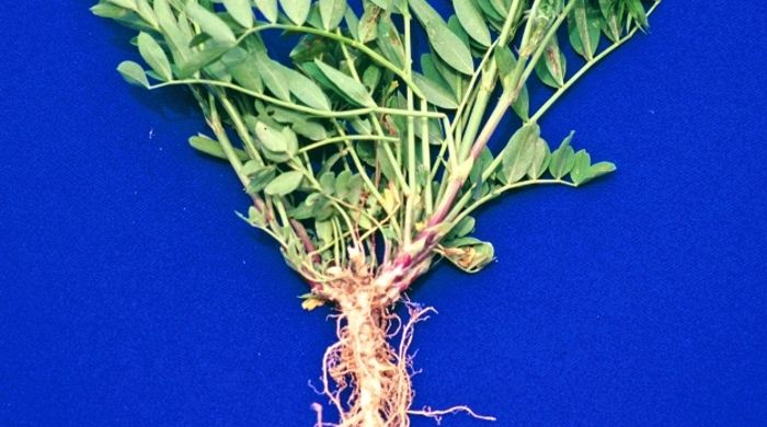 Goat's rue
