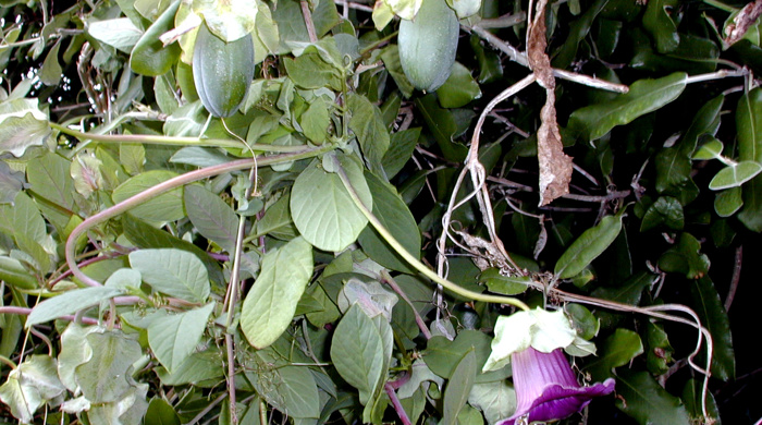 Climbing vines of cathedral bells with a purple flower at the end of one.