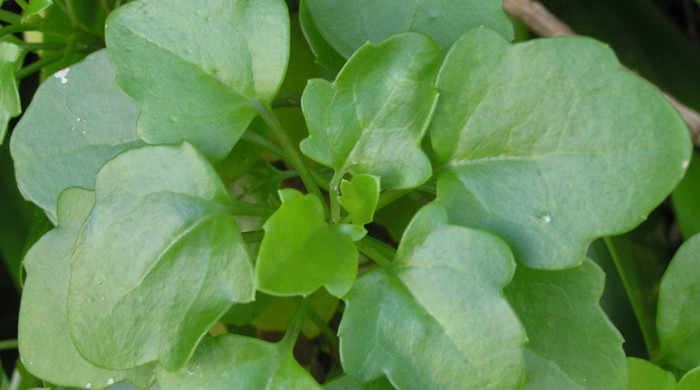 Close up of cape ivy leaves.