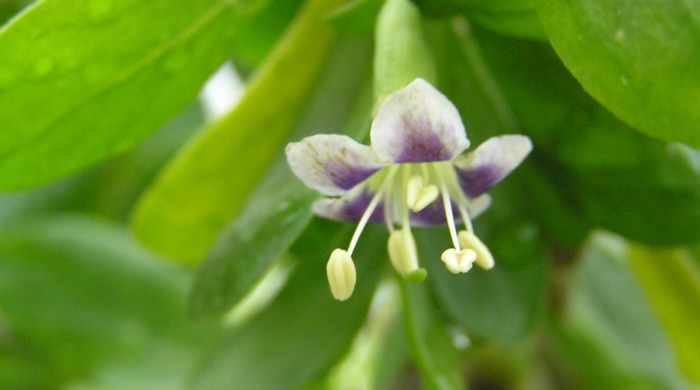 Close up of boxthorn flower.