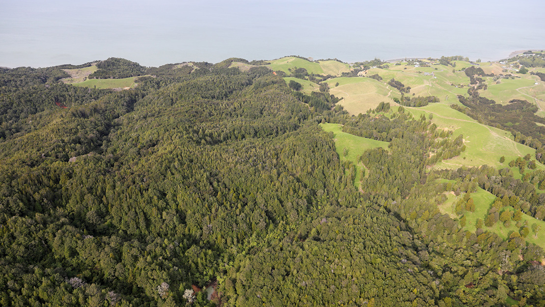 Waharau Regional Park.