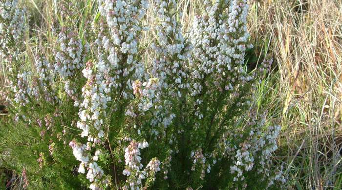 A large Spanish heath shrub.