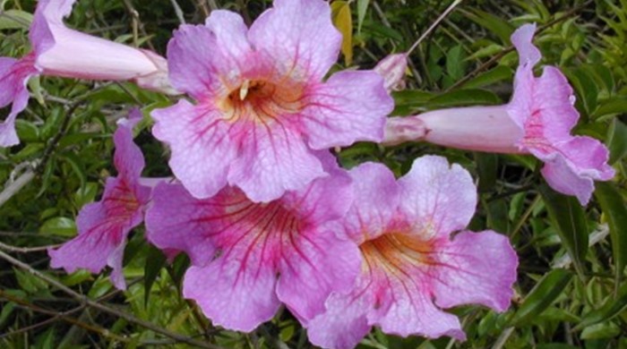 Close up of port St John's creeper flowers.