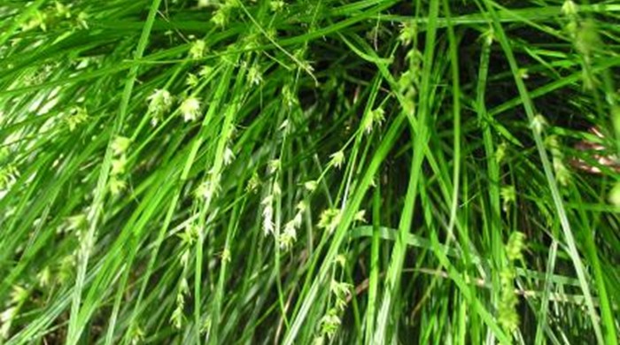 Close up of carex scrub with thin long leaves and stalks of seeds.