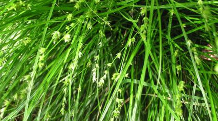 Close up of carex scrub with thin long leaves and stalks of seeds.