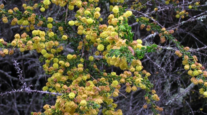 Kangaroo Acacia branches covered in flowers.