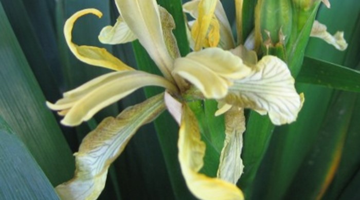 Close up of Stinking Iris flowers.