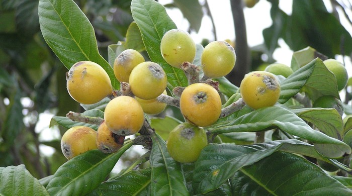 Loquat fruit ripening.