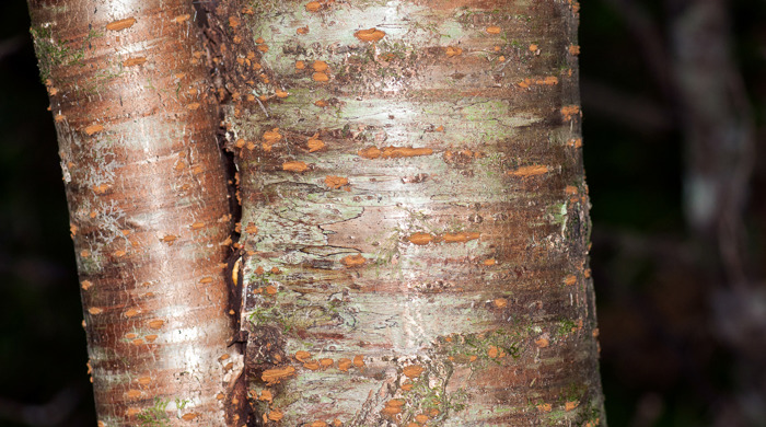 Close up of Japanese Cherry trunk.