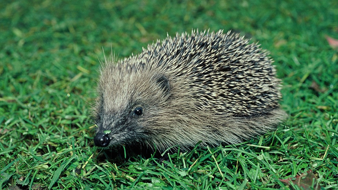 A hedgehog on the grass.