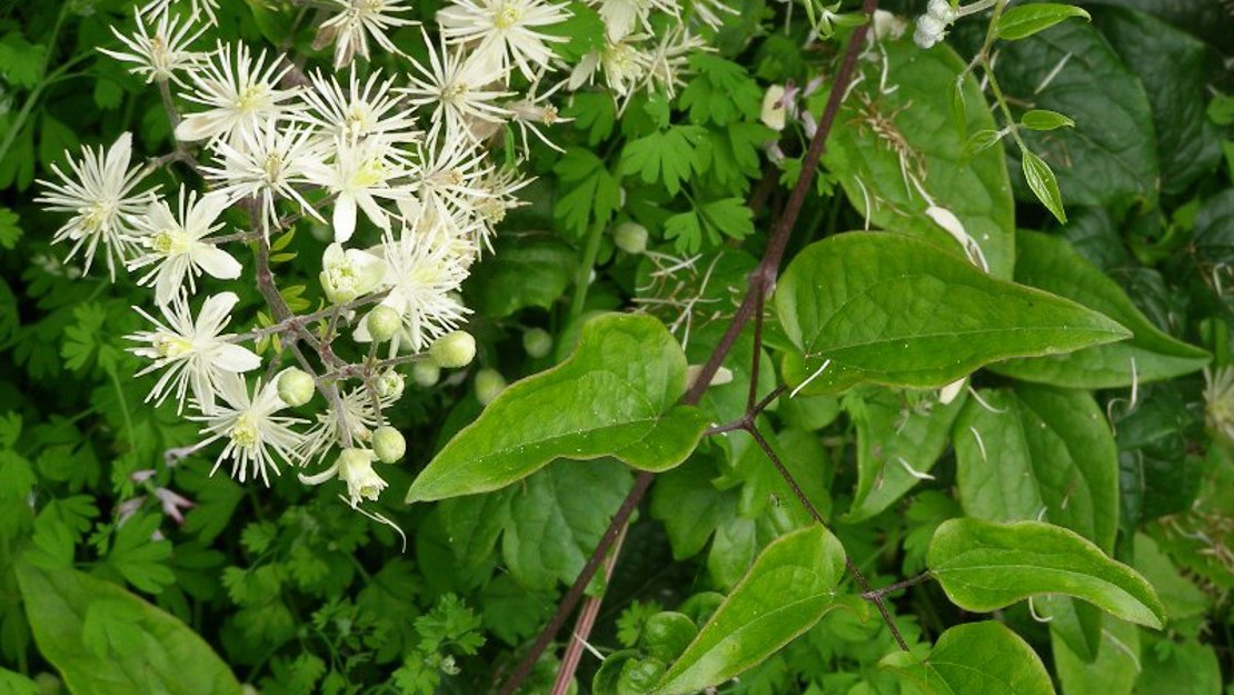 Old Man's Beard leaves and flowers.