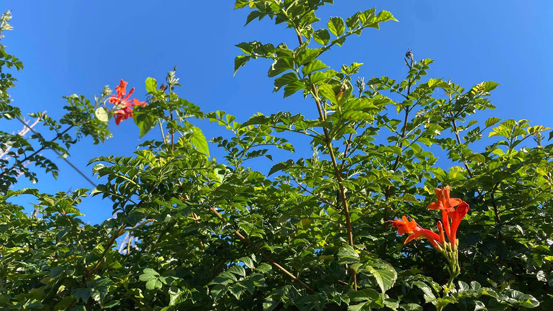 Tall branches of the cape honeysuckle tree.