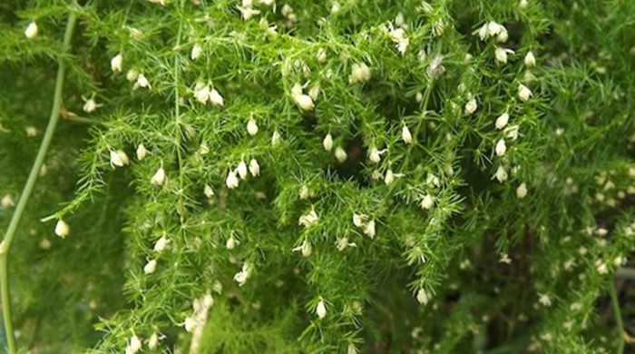 Ferny asparagus with tiny white flowers in bloom.