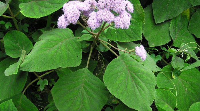 Flowering Bartlettina shrub.