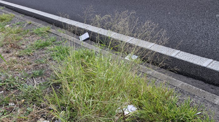 Small Guinea Grass growing on roadside with flower heads.