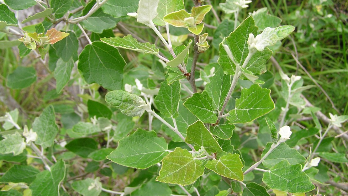 Silver Poplar young leaves on branches.