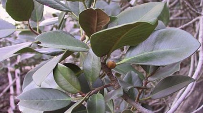 Close up of port jackson fig leaves.
