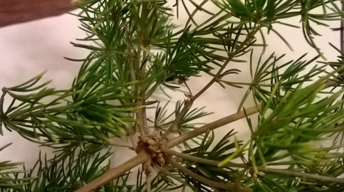 Close up of Asparagus umbellatus stem and leaves.