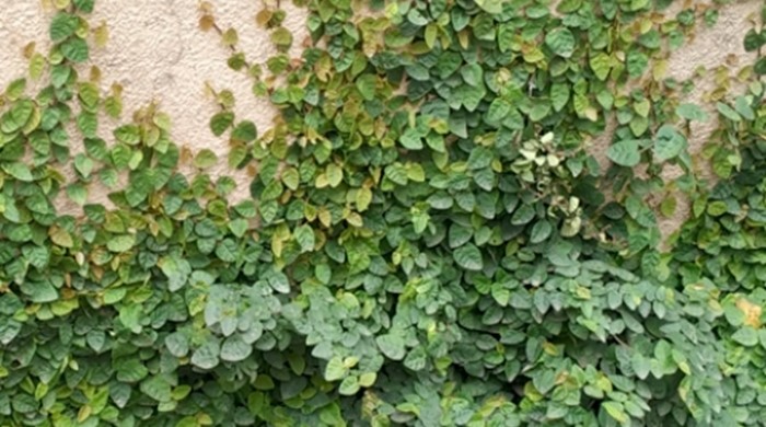 Photo showing Creeping Fig 