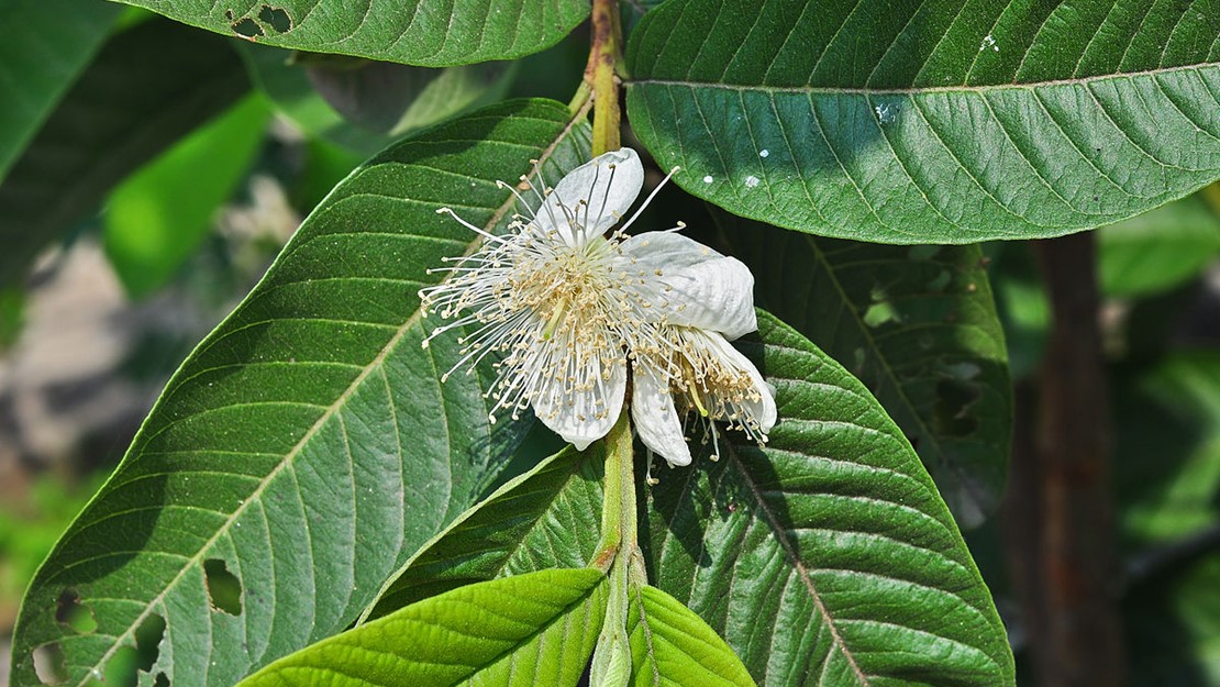 Close up of the yellow guava flower and leaves