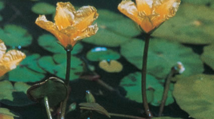 The flowers of the fringed water lily.