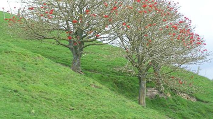 Two coral trees in bloom on the side of a hill.