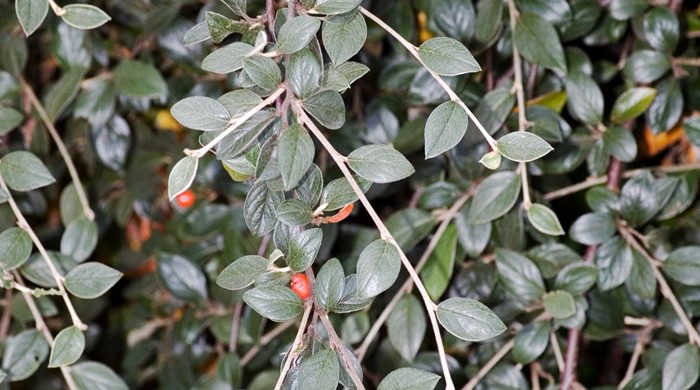 Close up of the thin branches of cotoneaster franchetti.