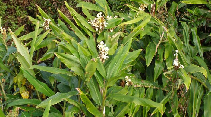 Wild Ginger clump with jasmine in the background.