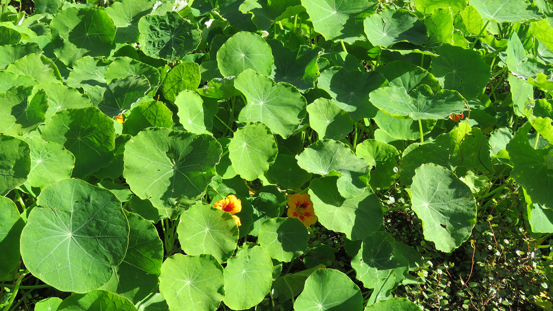 A field of nasturtium flowers.