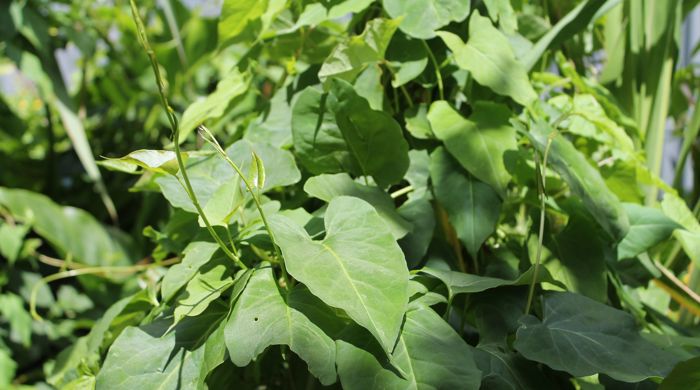 Convolvulus smothering plants.