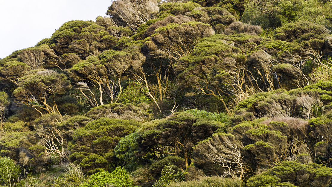 Kānuka scrub and forest ecosystem (VS2)