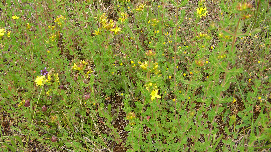 St John's wort growing wild in a field.