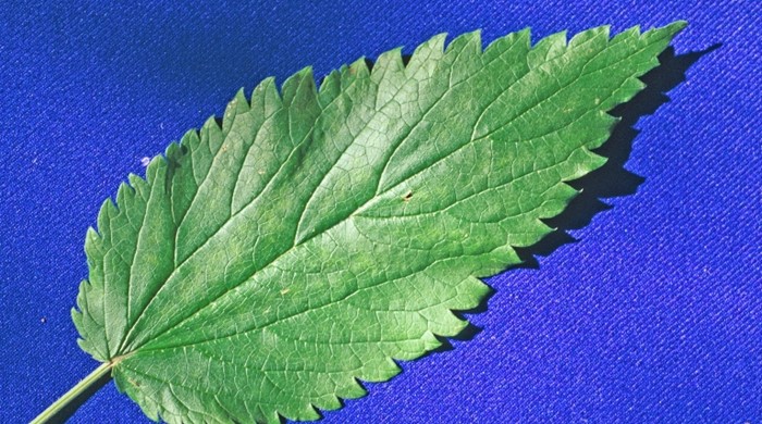 Close up of a perennial nettle leaf.